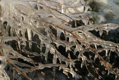  Branches covered in ice