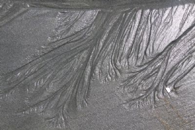  Trees in the sand 2