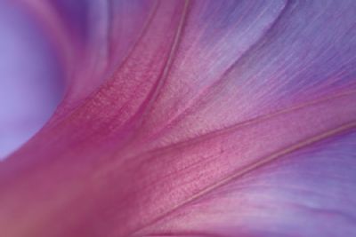  Purple flower
