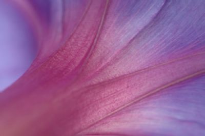  Purple flower