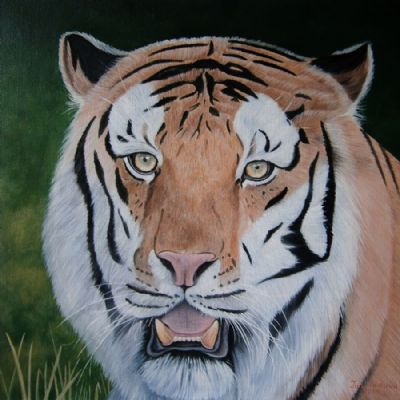 tiger