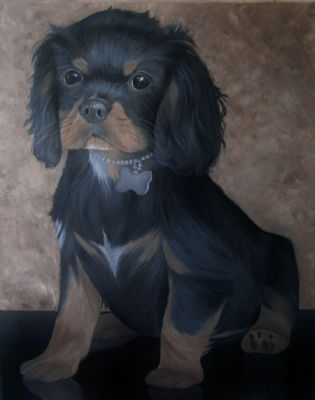 Cavalier King Charles hund