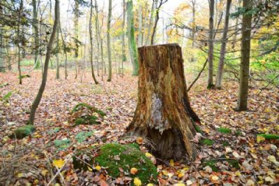 Trstub i efterrsskovbund