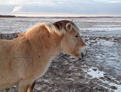 winter pony